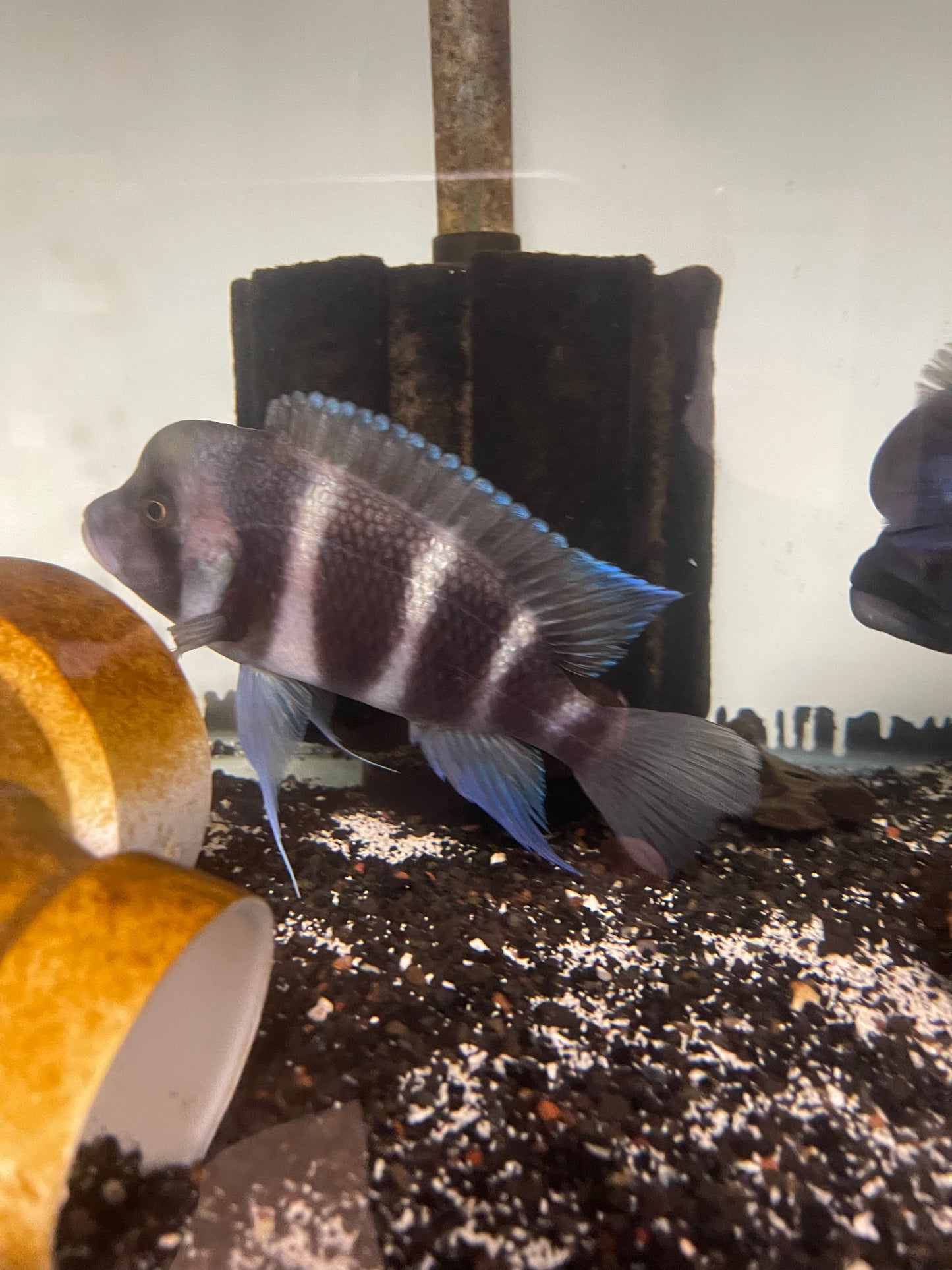 Frontosa