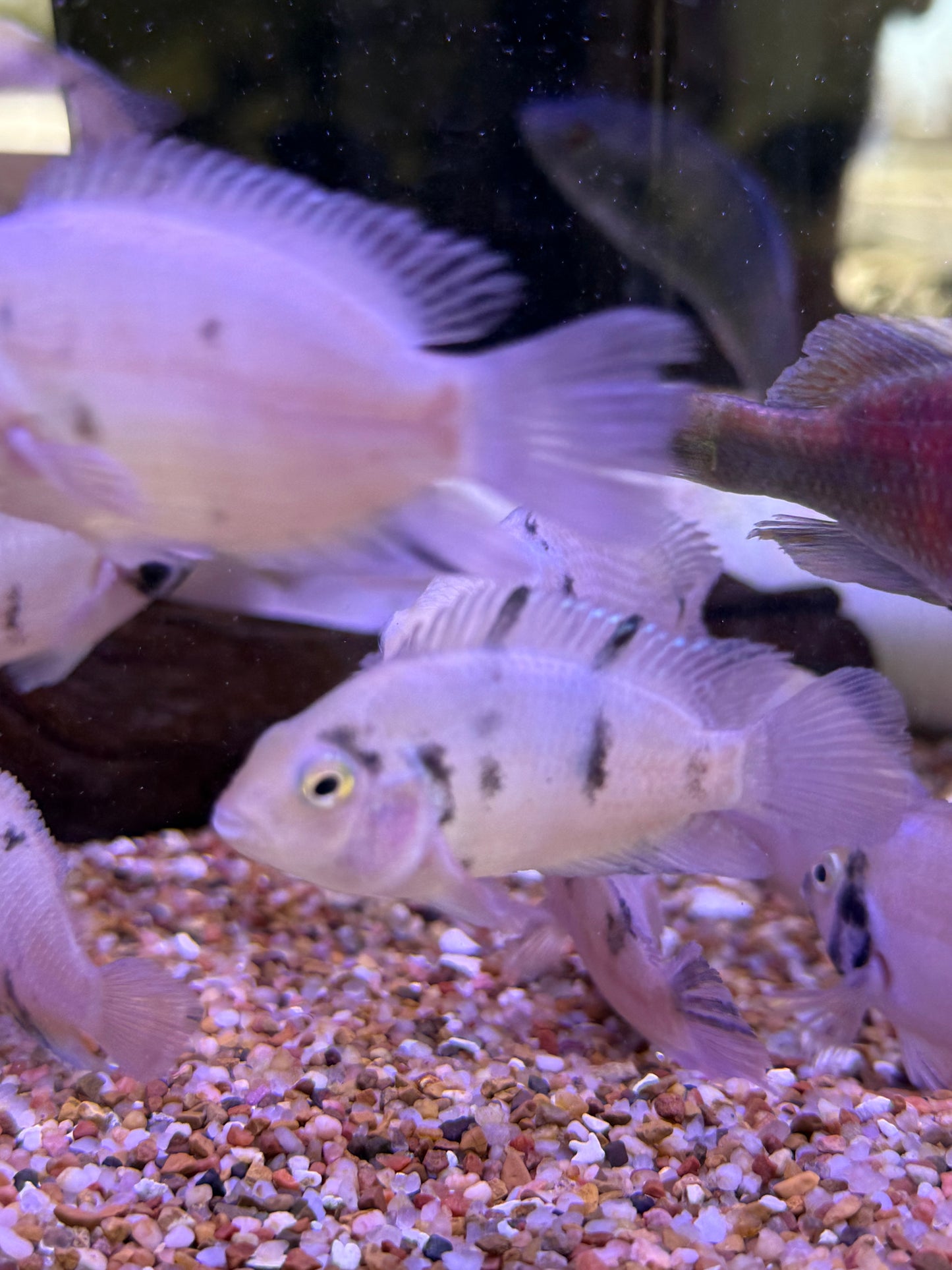 Calico Convicts