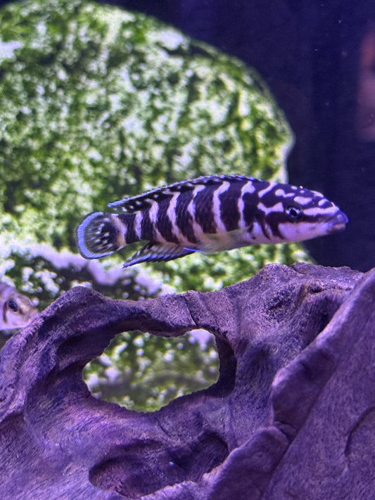 "Julli Gombi" Julidochromis transcriptus "Gombi"