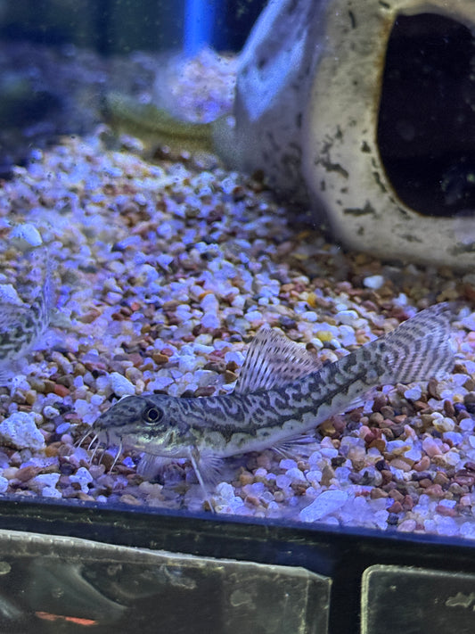 Acanthocobitis botia Zipper Loach Mottled Loach