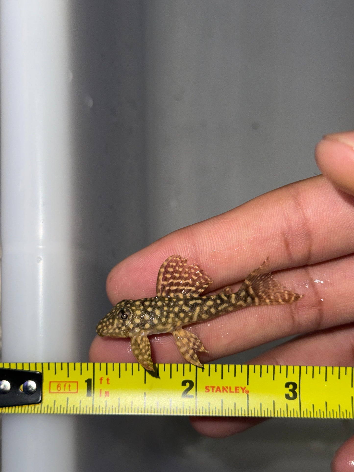 Big Spot Angelicus Pleco – (Hypancistrus sp. L136a)