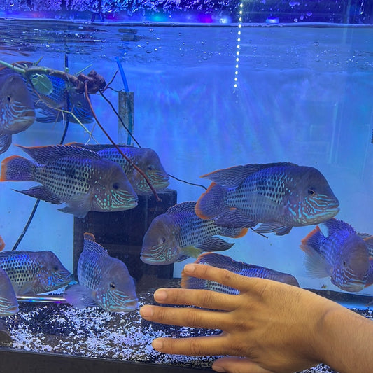 Show fish !! Green Terror (Andinoacara Rivulatus)