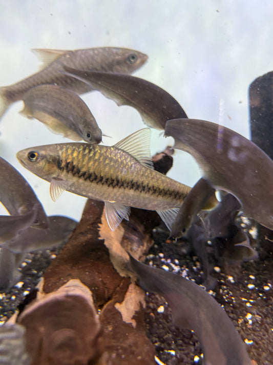 Golden Arrow Mahseer (Neolissochilus benasi)