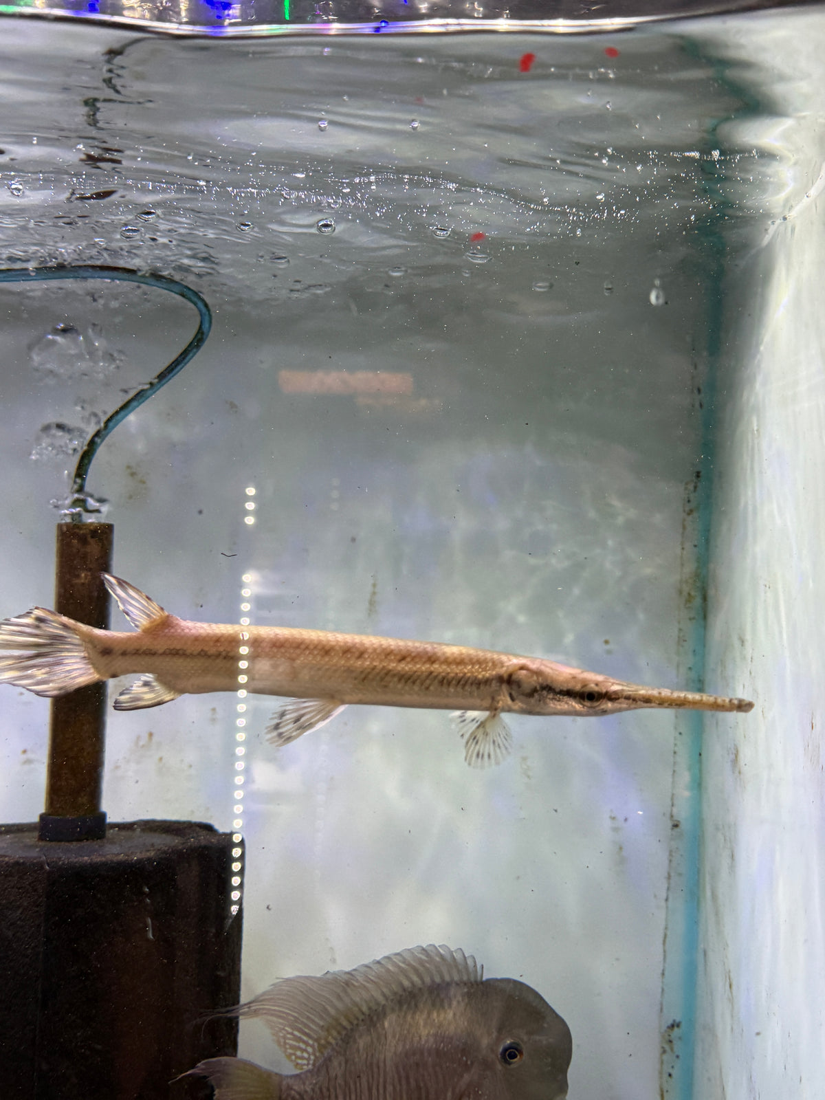 Tropical gar (Atractosteus tropicus)