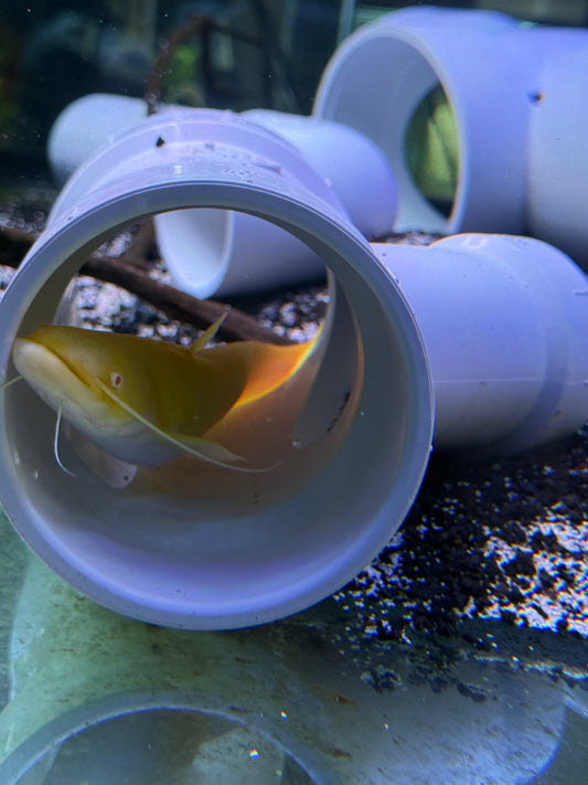 Albino Red Eye Chinese Wels Catfish (Silurus meridionalis)