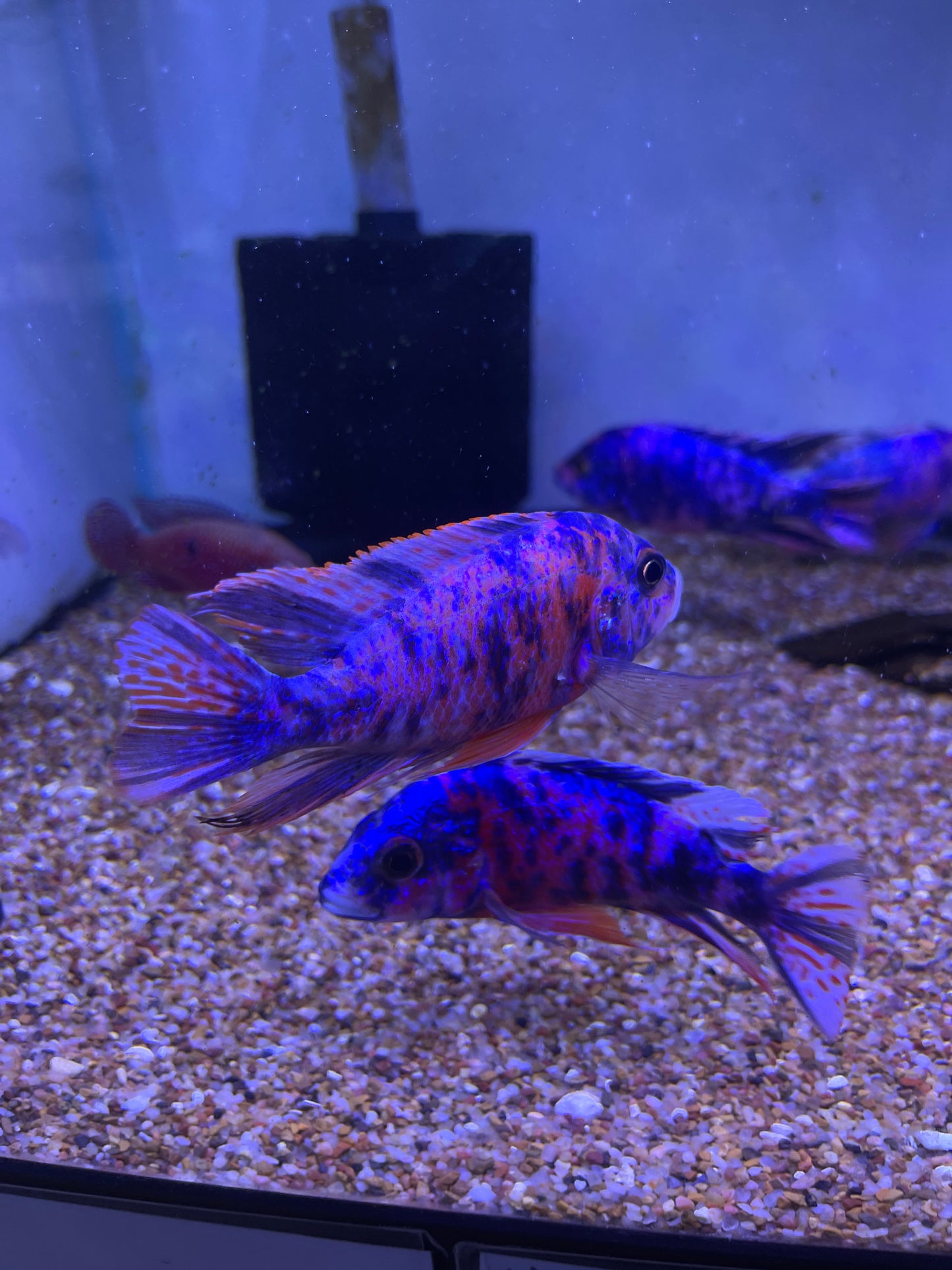Fired up !! Ob Peacocks