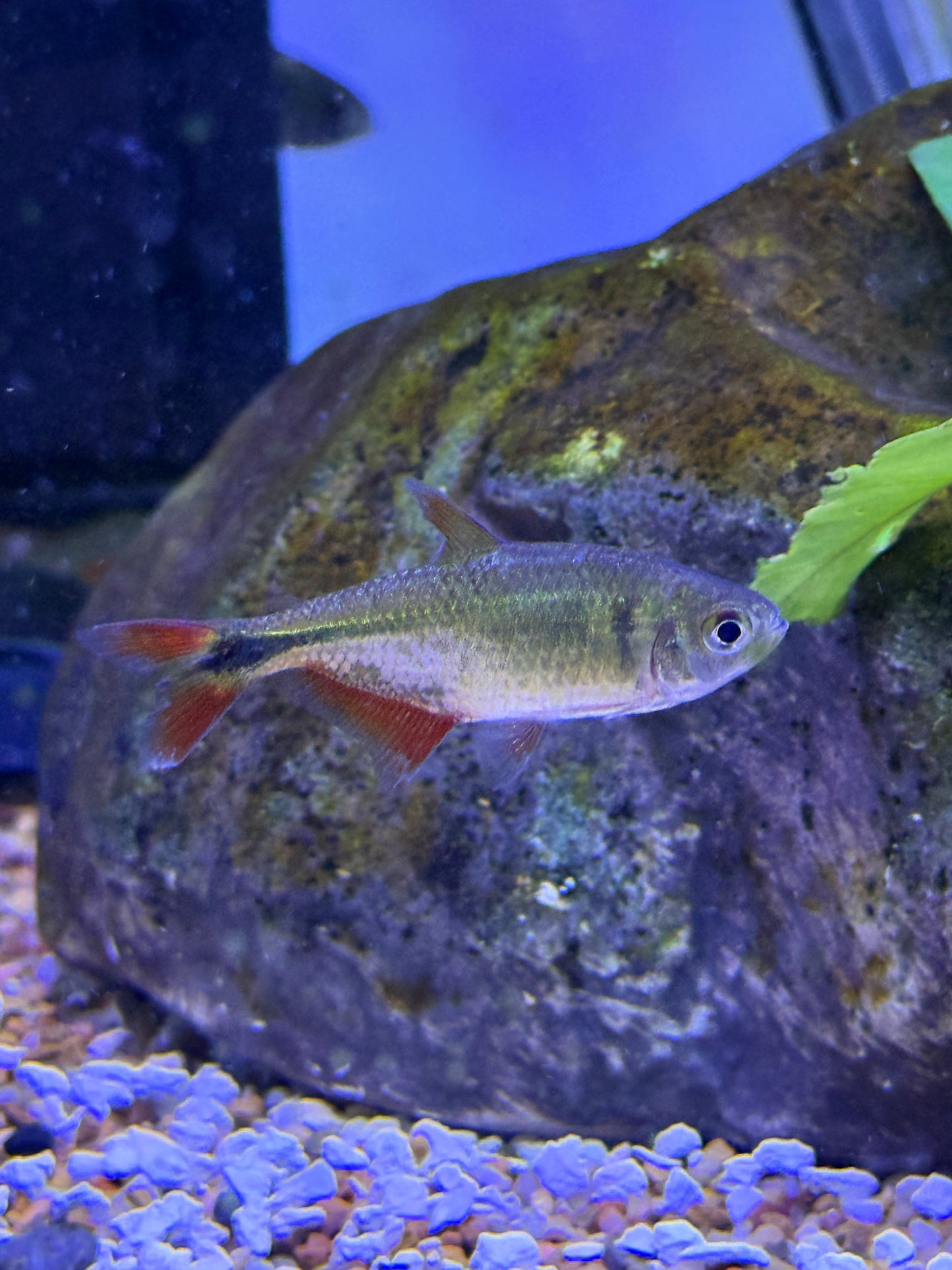 BA Tetra Buenos Aires (Hyphessobrycon anisitsi)