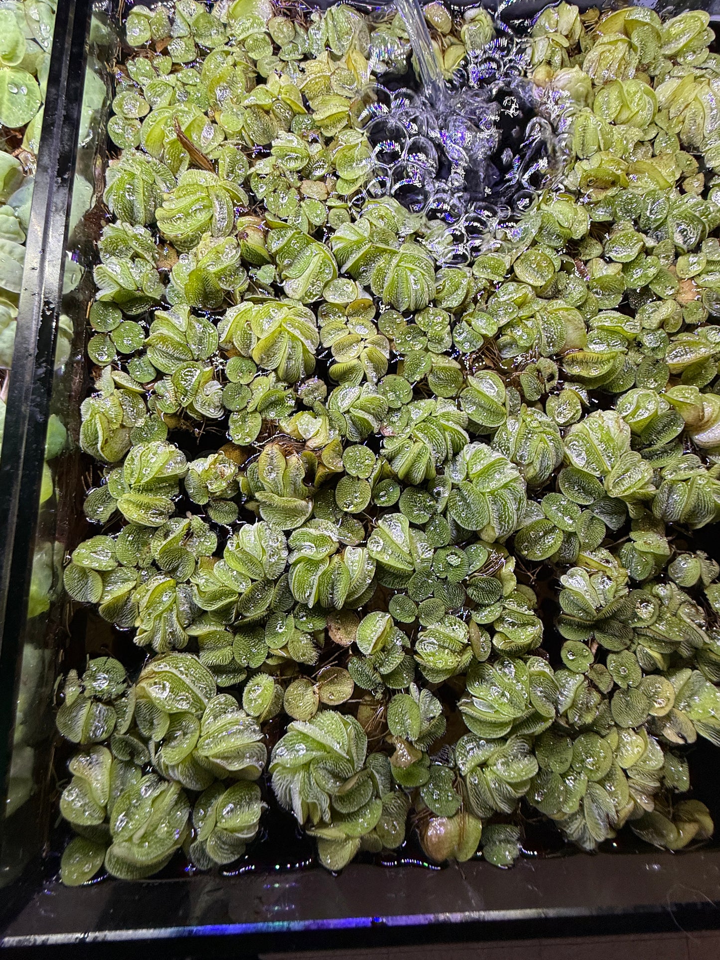 Salvinia rotundifolia minima Floating Plant