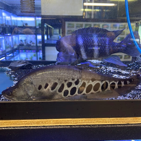 Clown Knife Fish (Chitala ornata)