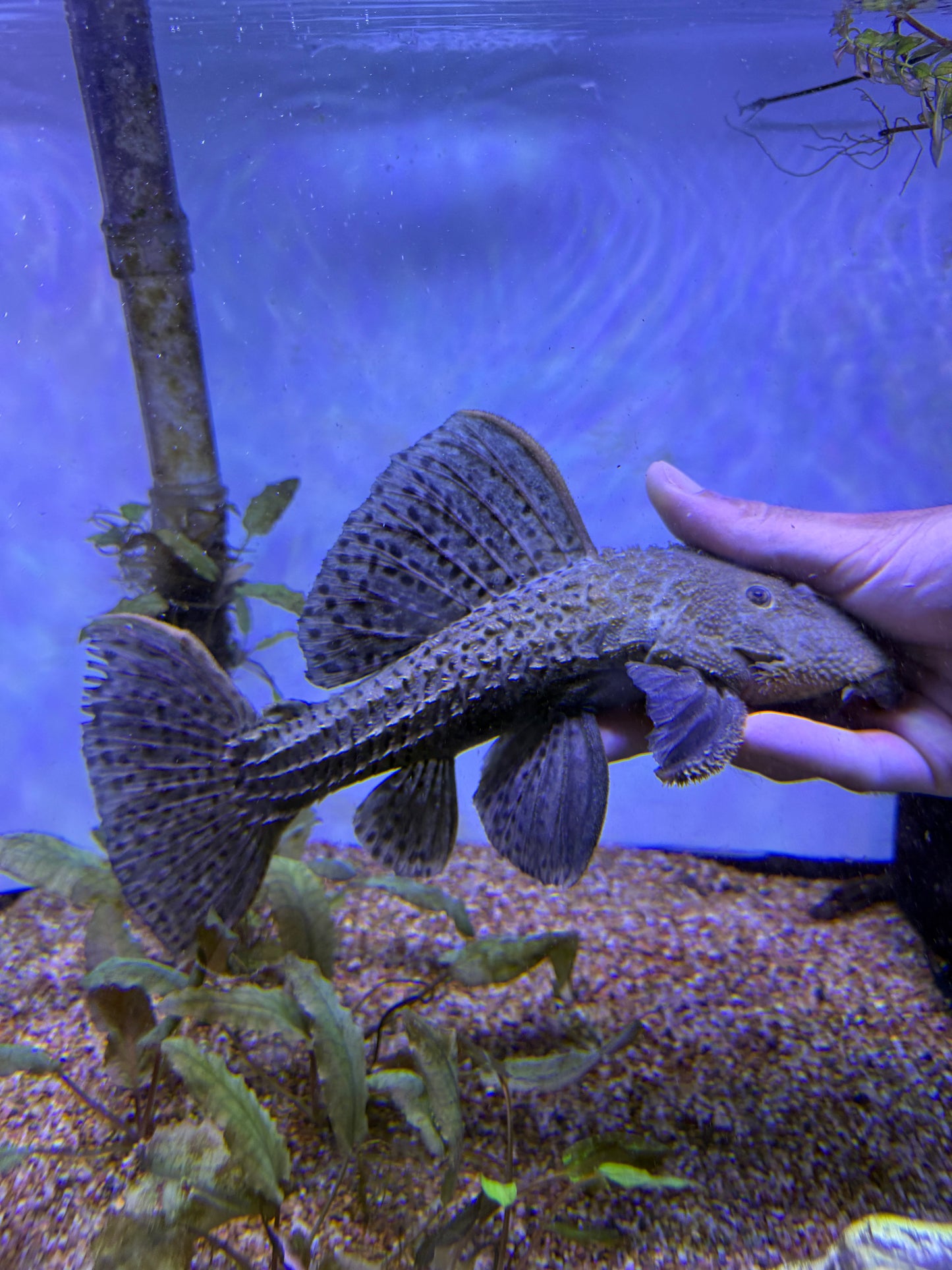 L160 /L096 Spiny Monster Pleco (Pseudacanthicus spinosus)