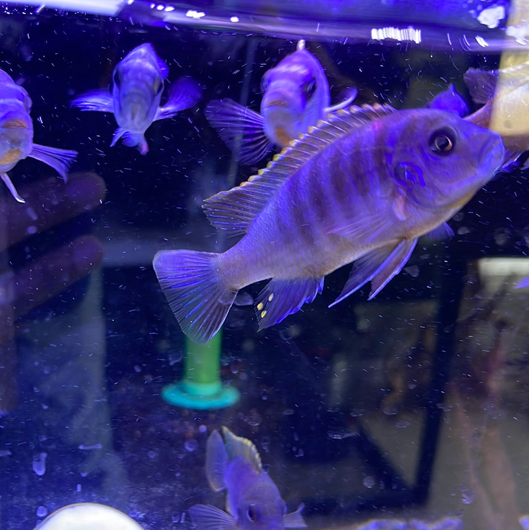 Metriaclima sp. 'red top gallireya'