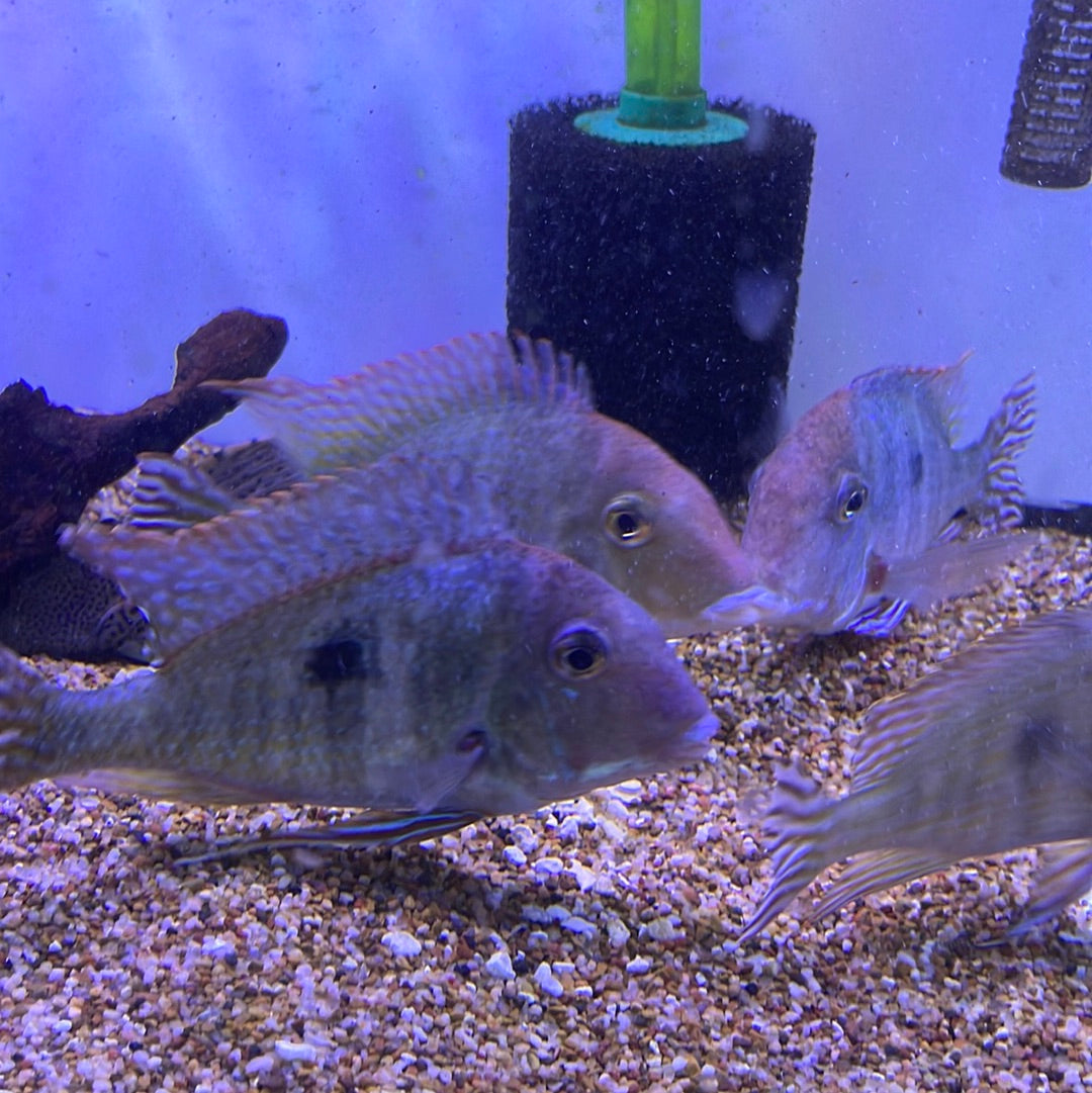 Geophagus sp ‘Tapajós red head’