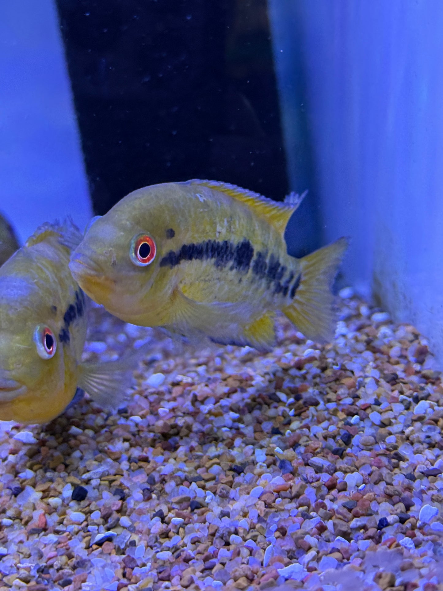 Rainbow cichlid (Herotilapia multispinosa)