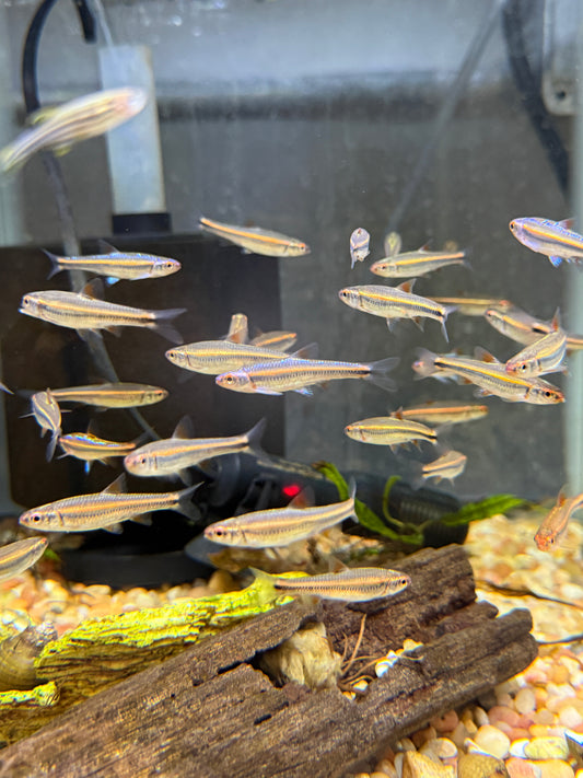Rainbow Shiner
Aquarium Bred
Notropis chrosomus