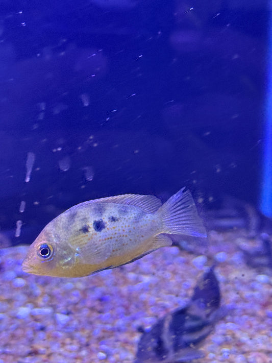 Wild Yellow Orange Chromid Pseudetroplus maculatus Chromide Cichlid