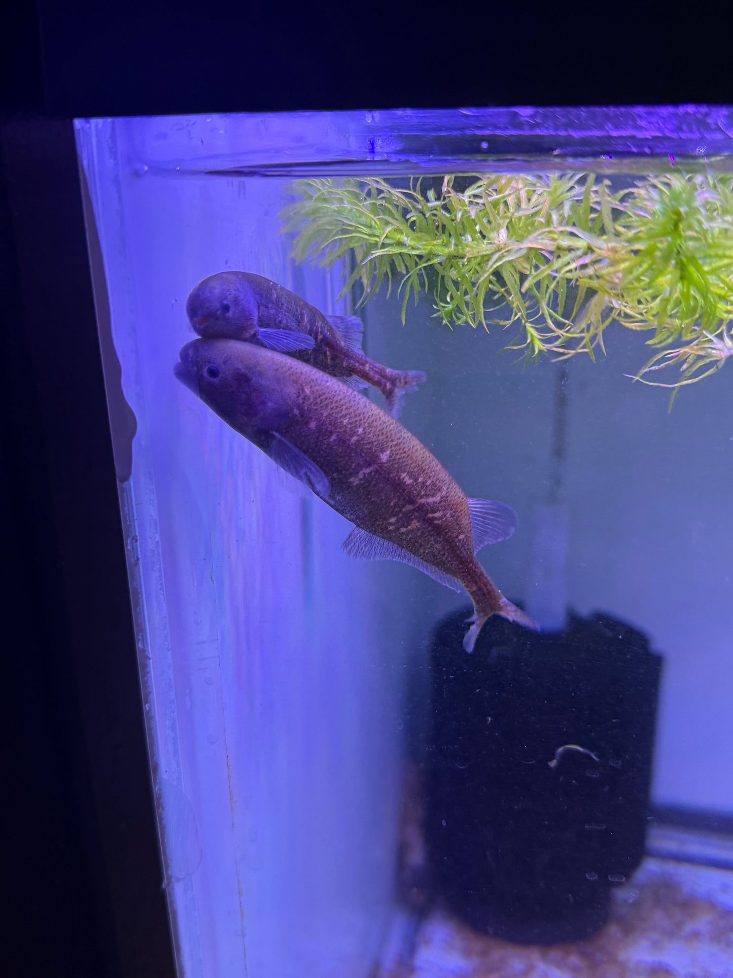 Baby Whale (Brienomyrus brachyistius)