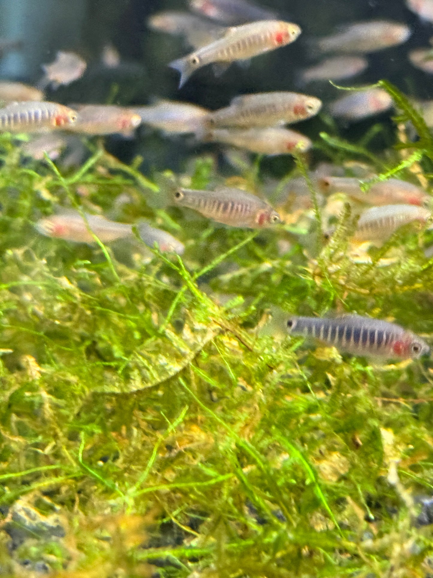 Emerald Dwarf Rasbora (Celestichthys erythromicron)