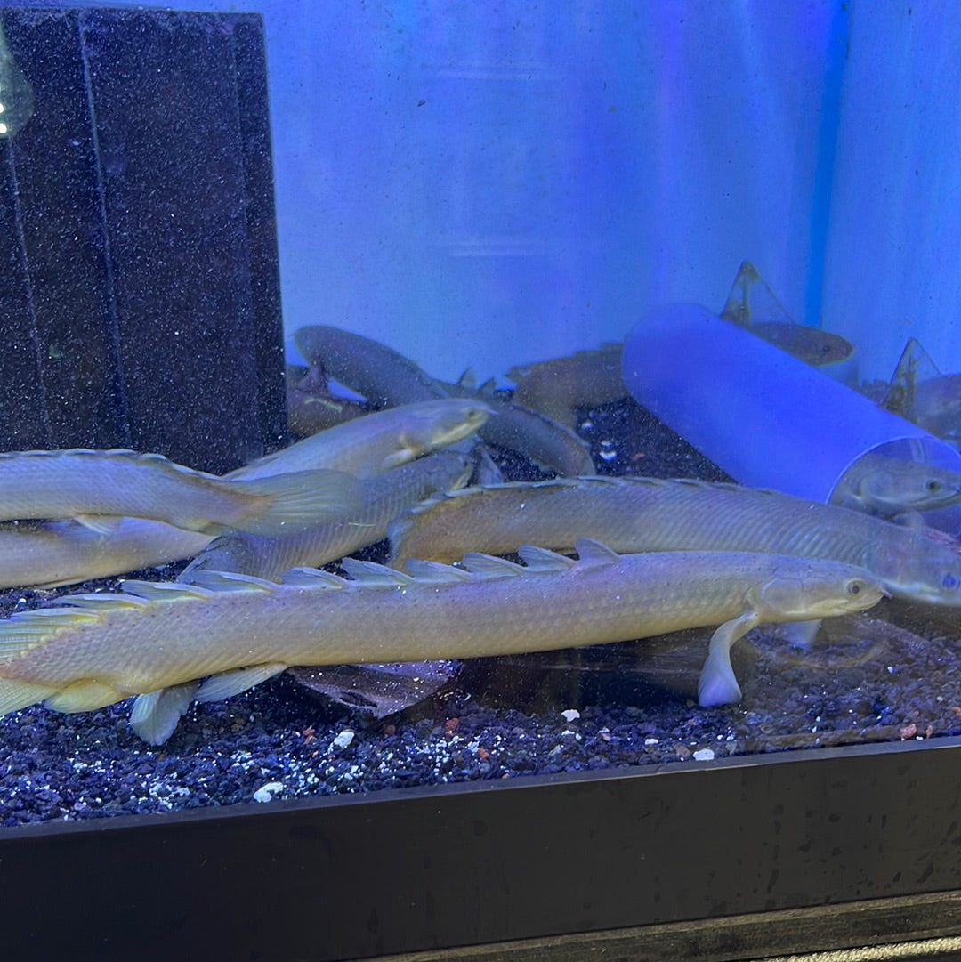 Polypterus Senegal sp nigeria