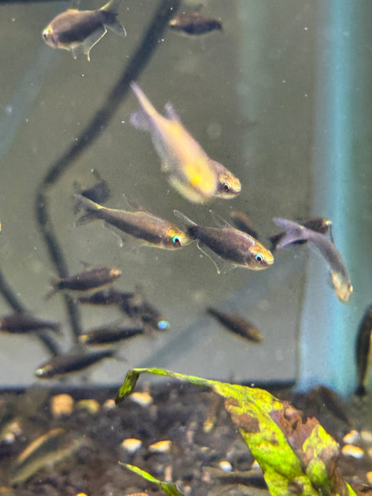 Black Emperor Tetra (Nematobrycon palmeri var. "Amphiloxus Black") - Tank-Bred!