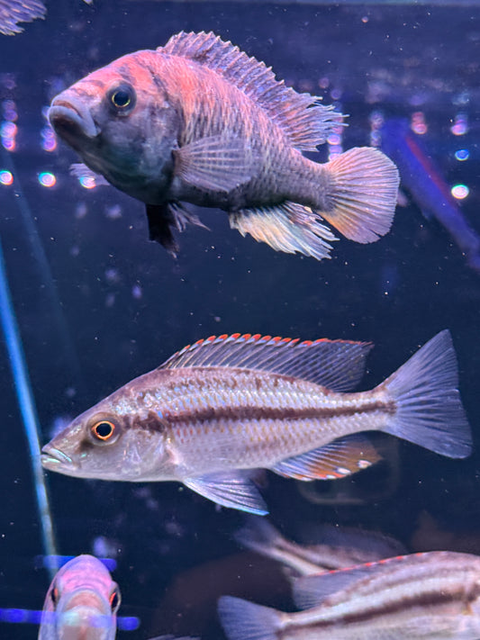 dimidiochromis strigatus