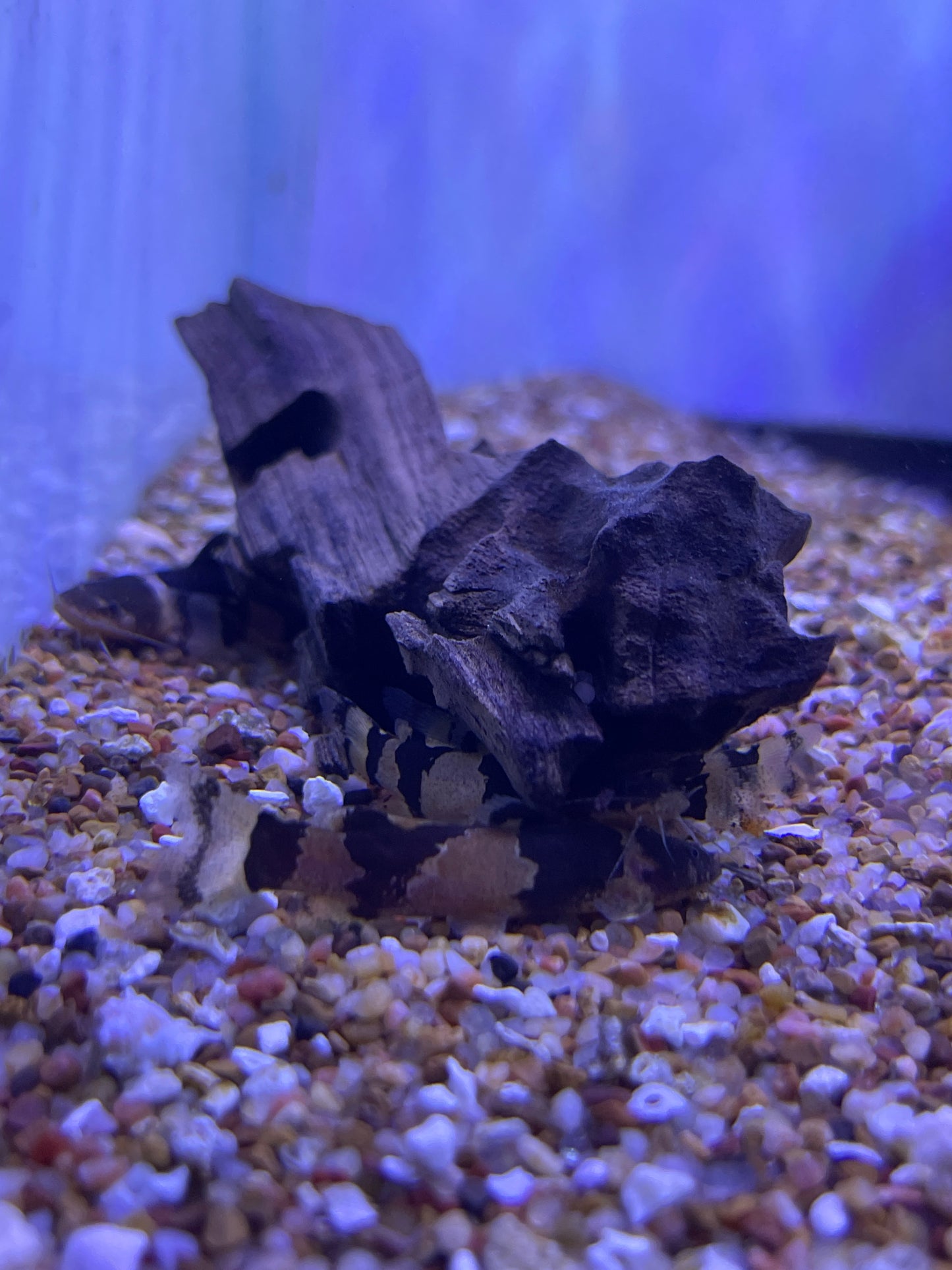 Bumble Bee Dwarf Marbled Catfish Microglanis poecilus