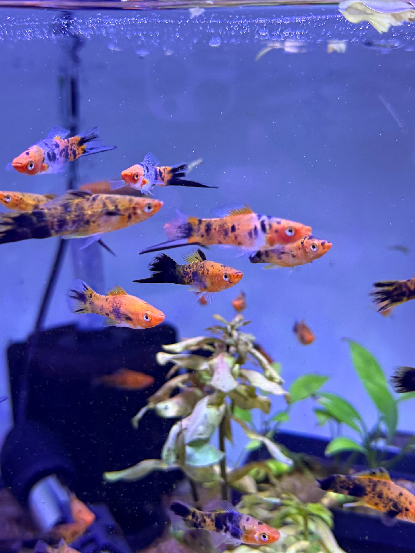Calico Sword Tails
