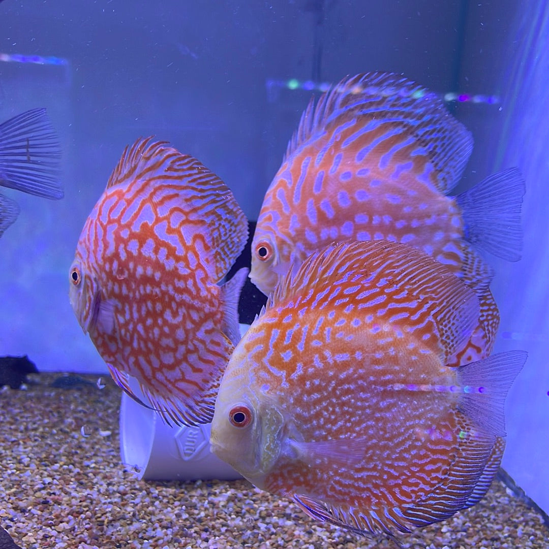 Red Pigeon Discus