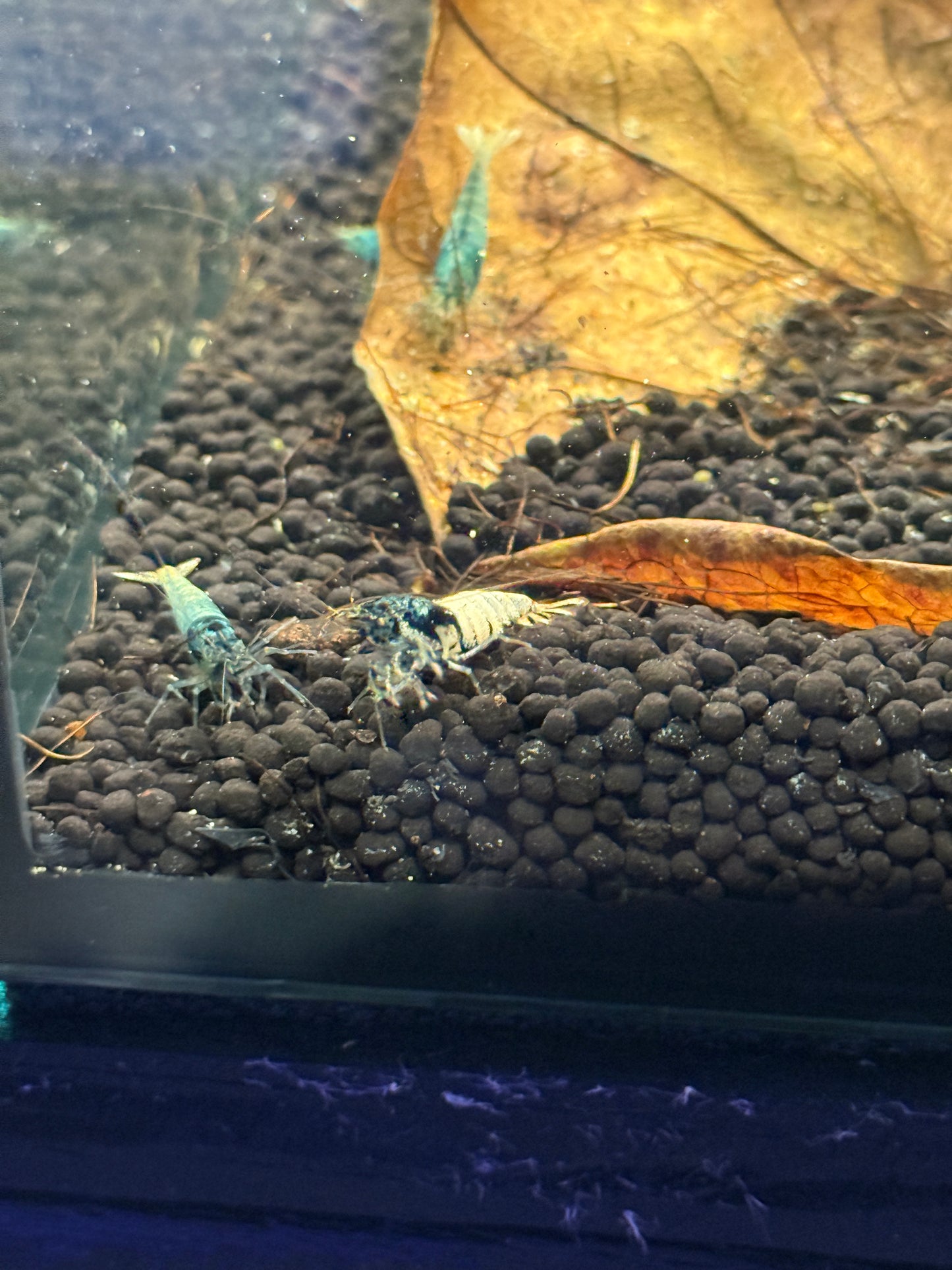 Blue bolt Shrimp Caridina cantonensis