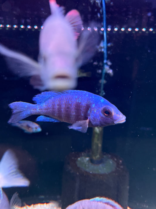 Hap Star Sapphire (Pheno)