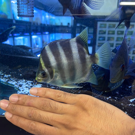 African Tiger Scat (Scatophagus Tetracanthus)