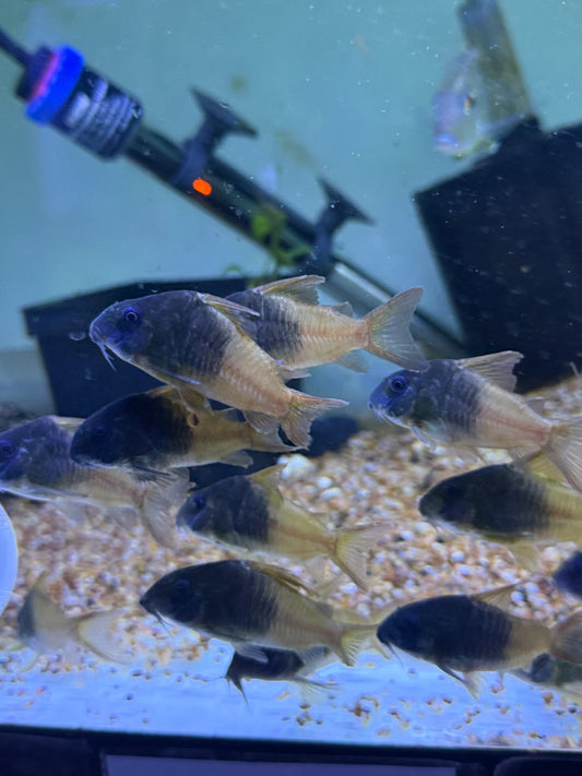 CW217 Rio Tomo Concolor Cory (Hoplisoma concolor Rio Tomo CW217)