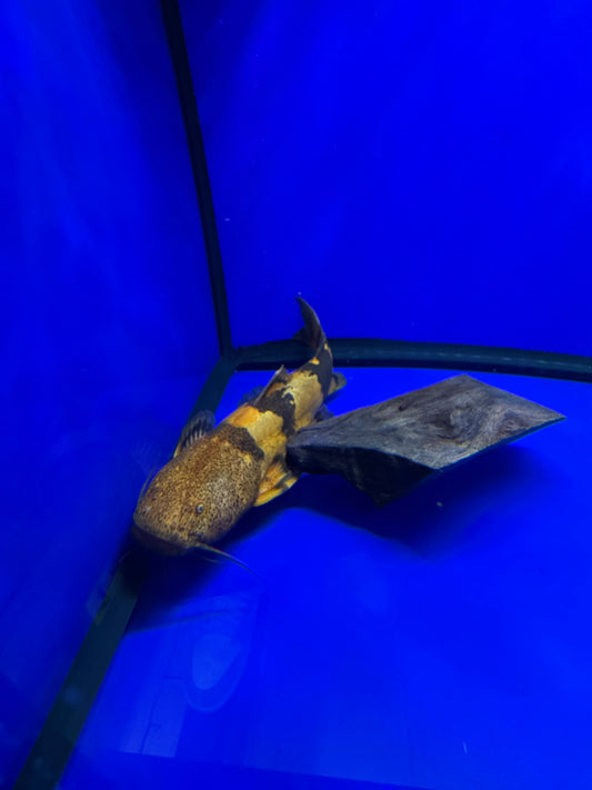 Giant Bumblebee Catfish (Pseudopimelodus bufonius)