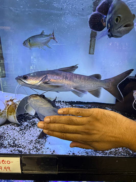 Papuan Shark Catfish (Neoarius graeffei)