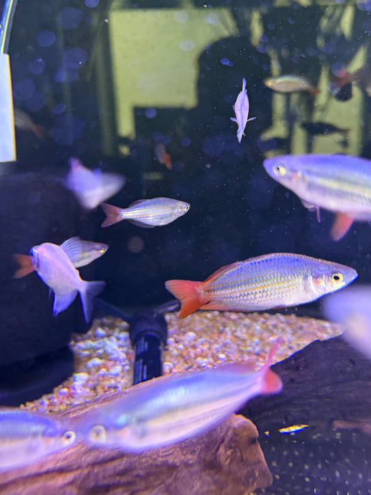 Melanotaenia splendida
Deepwater Creek Rainbowfish