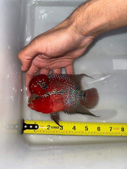 #1 Super Red Dragon Flower Horn