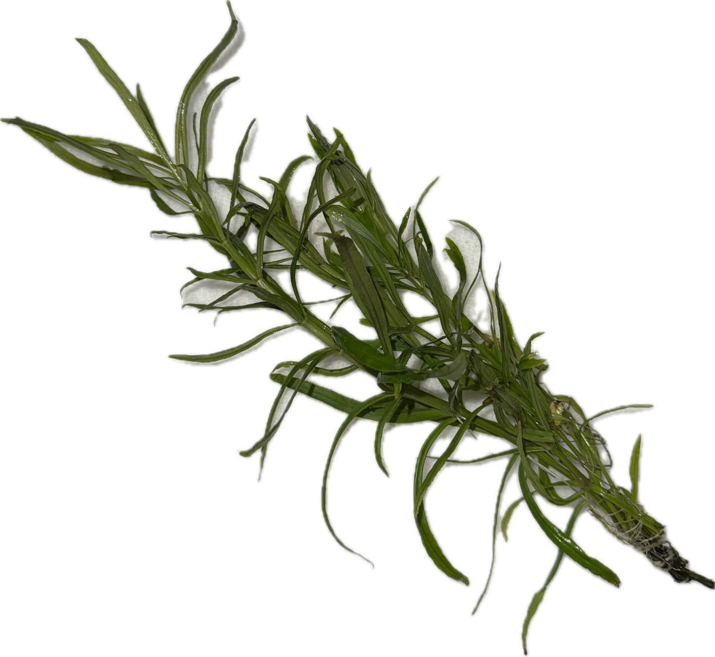Pogostemon Stellatus / Pogo Narrowleaf Plant