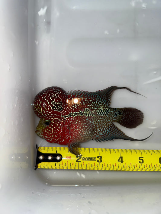 #2 Super Red Dragon Flower Horn