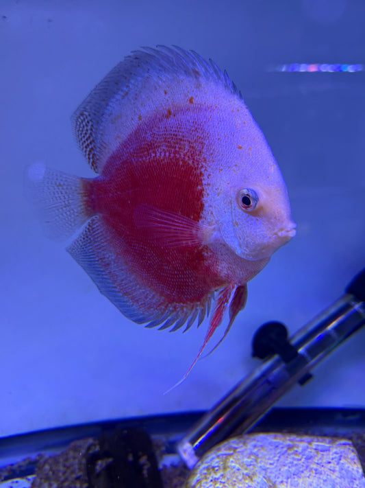 Red White Speckled Discus