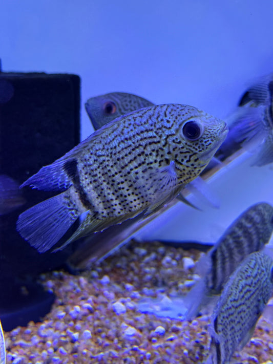 Inirida Spotted Severum (Heros sp. ‘Inirida’)