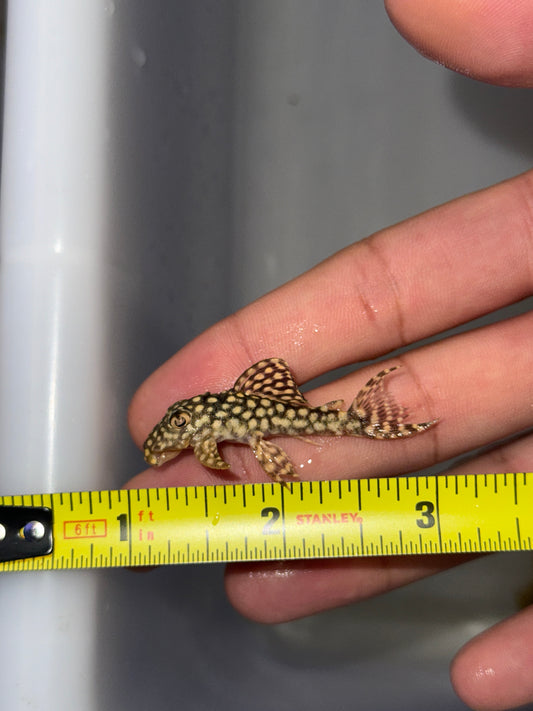 Big Spot Angelicus Pleco – (Hypancistrus sp. L136a)