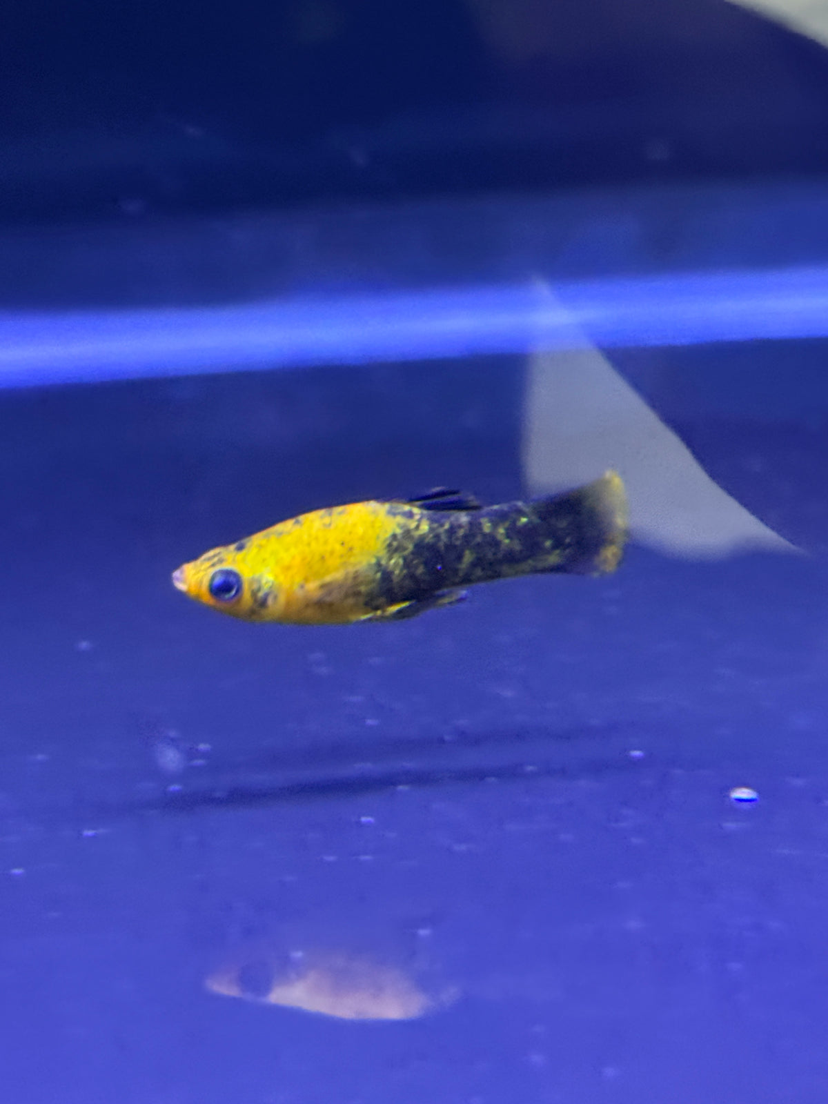 Gold Dust Molly