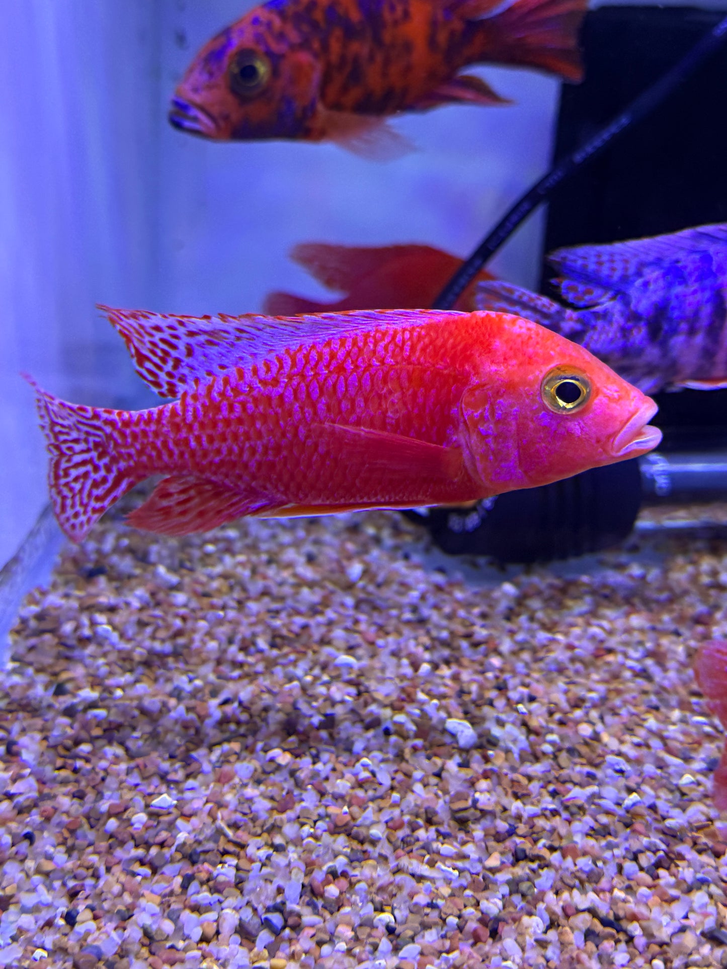Super red dragon blood peacock cichlid