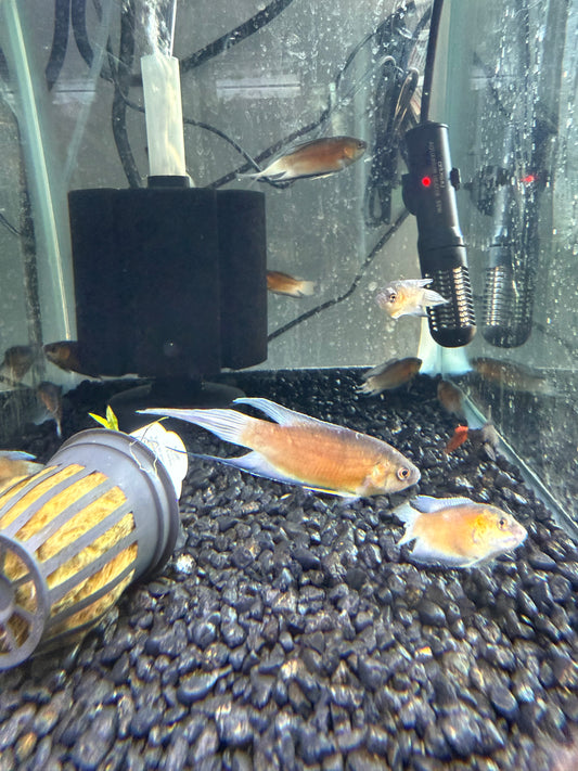 Red Paradise Gourami