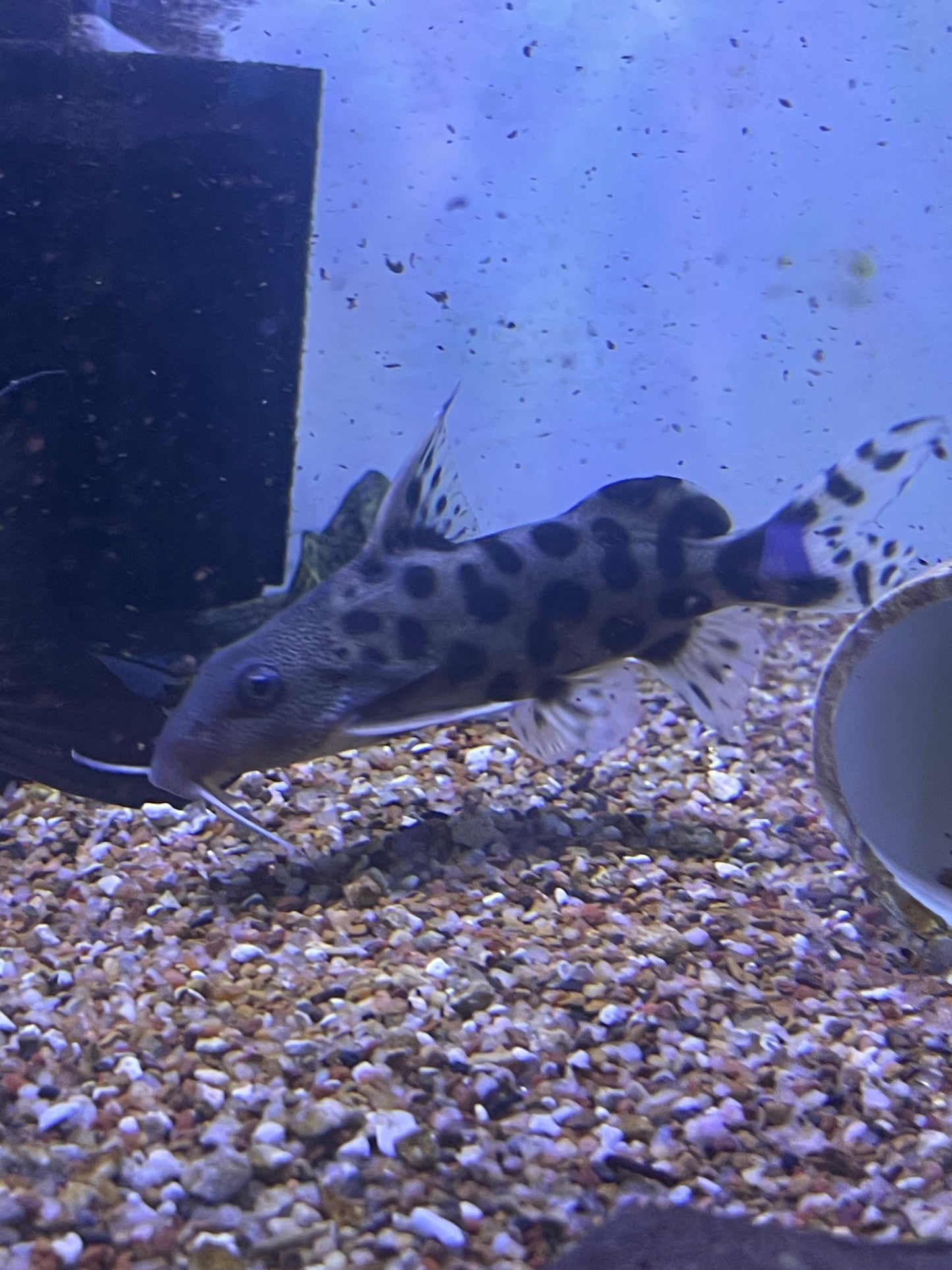 Hybrid(SYNODONTIS DECORUS X S. MULTIPUNCTATA)