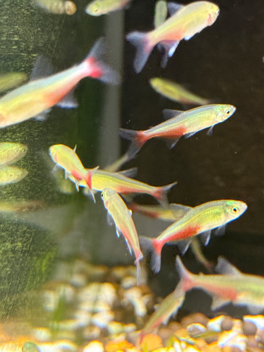 Green fire tetra (Aphyocharax rathbuni)