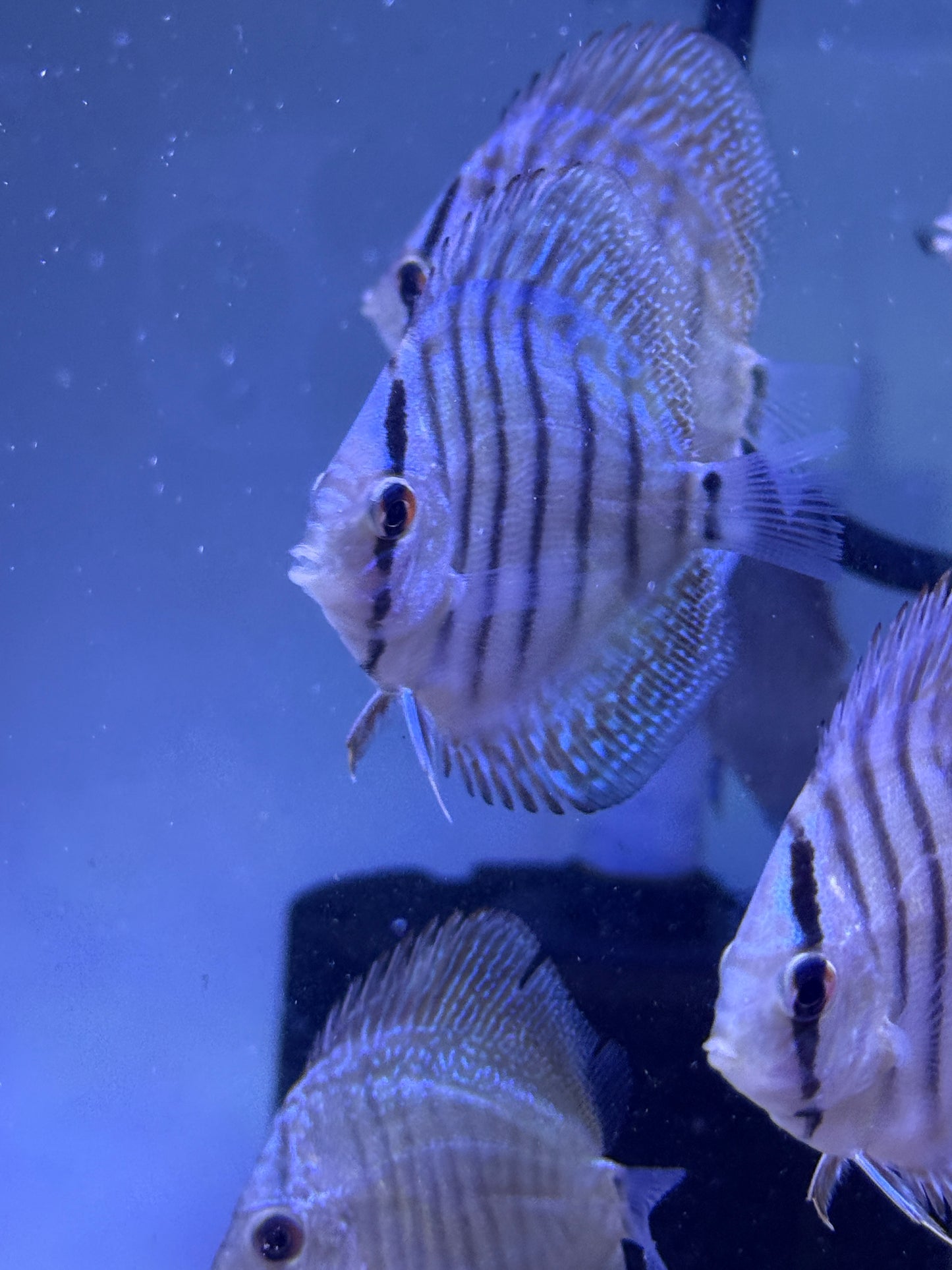 Discus Assorted Blue diamond and Eruption hybrids