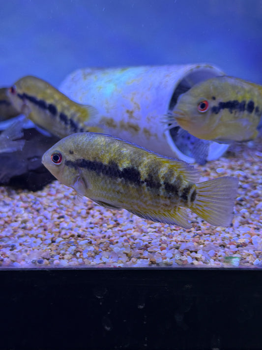 Rainbow cichlid (Herotilapia multispinosa)