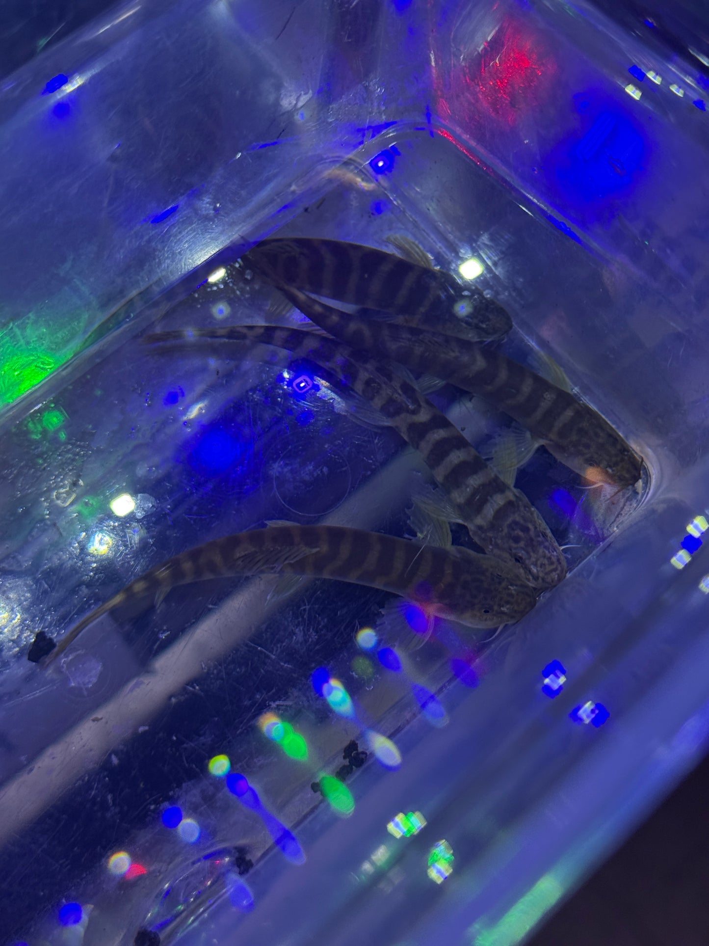 Paracobitis variegatus (syn. Homatula variegata) Slender Tiger Stipe Loach