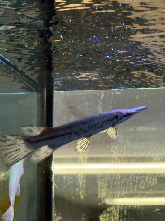 Cuban gar Atractosteus tristoechus