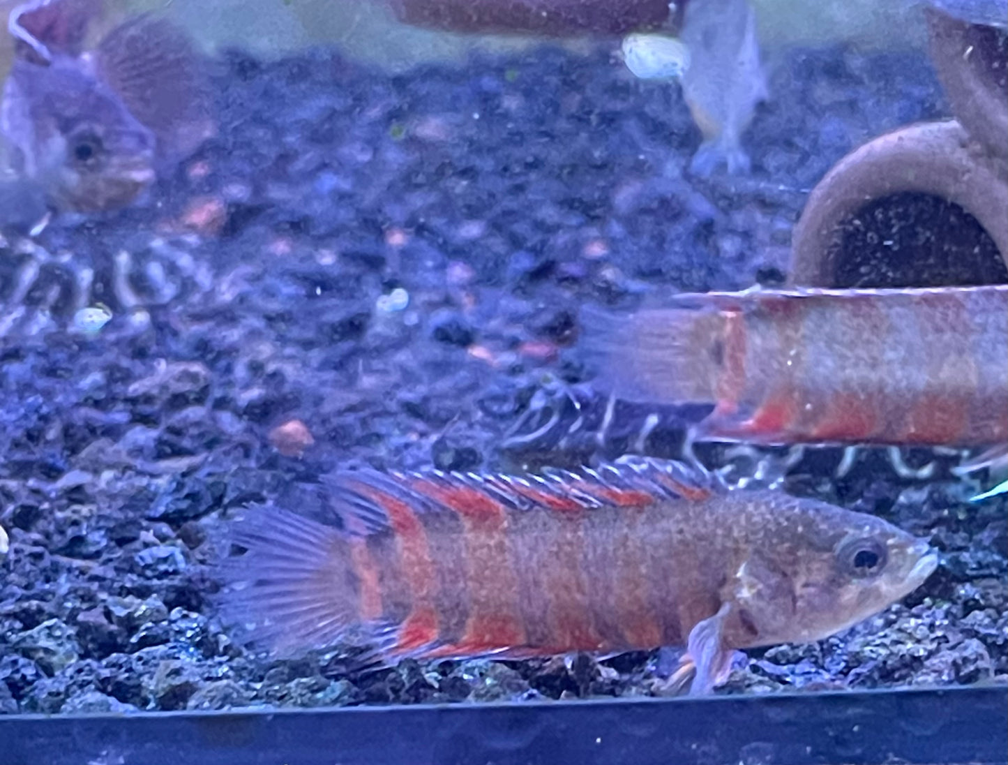 Dwarf Leaf Fish Microctenopoma ansorgii